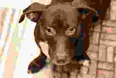 Brown dog's face looking at camera