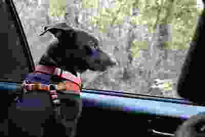 Black dog in car with colorful collar and leash