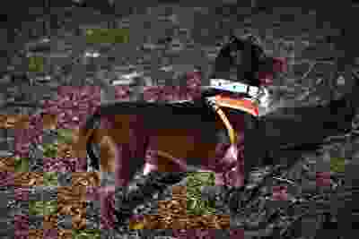 Brown dog lying on moss with collar