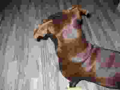 Brown dog lying down
