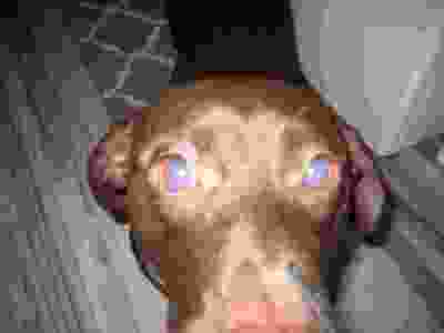 Close-up of dog's head viewed from above, looking at camera